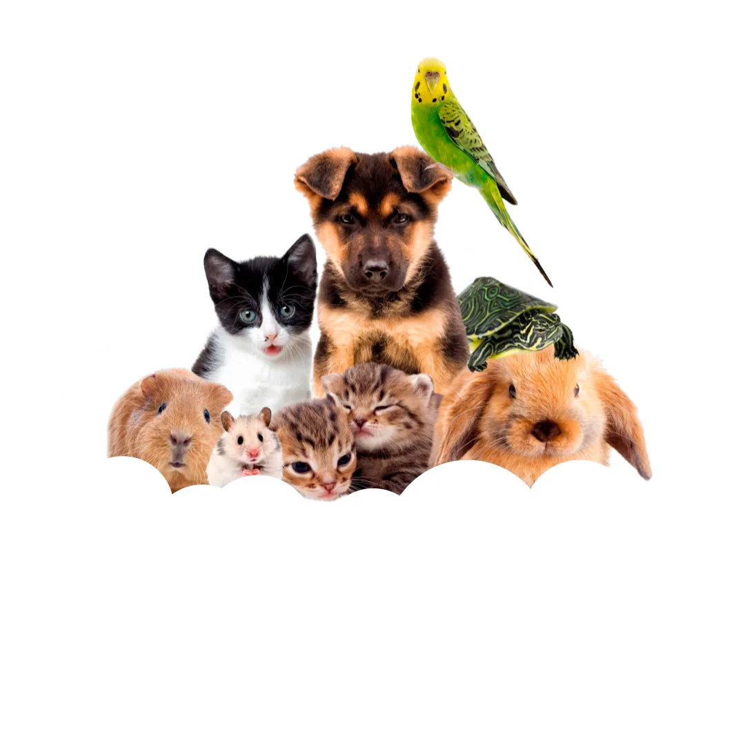 Pets